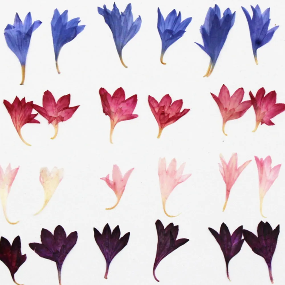 1-2.5CM Centaury Pressed Flower Crafts Real Flowers Dried flower Handmade pendant materials 12pcs