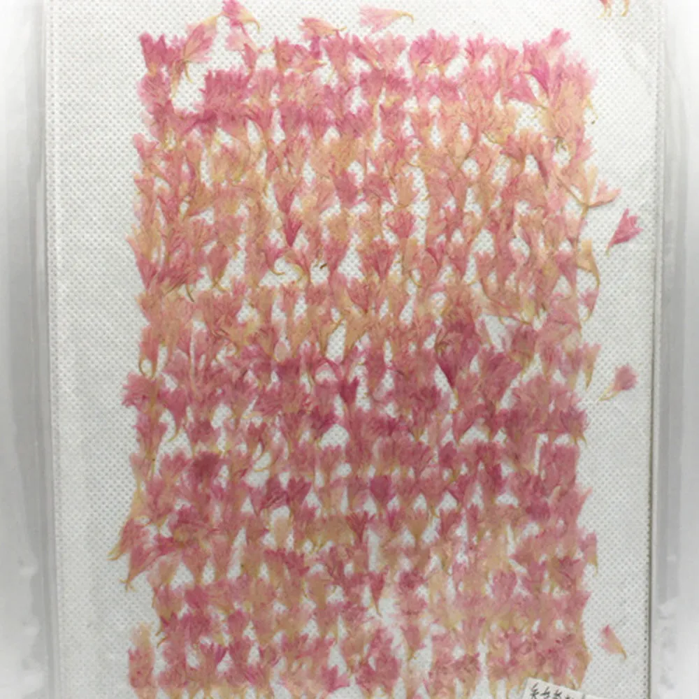 1-2.5CM Centaury Pressed Flower Crafts Real Flowers Dried flower Handmade pendant materials 12pcs
