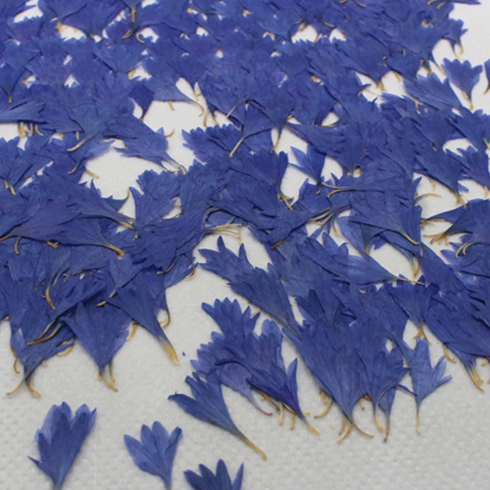1-2.5CM Centaury Pressed Flower Crafts Real Flowers Dried flower Handmade pendant materials 12pcs