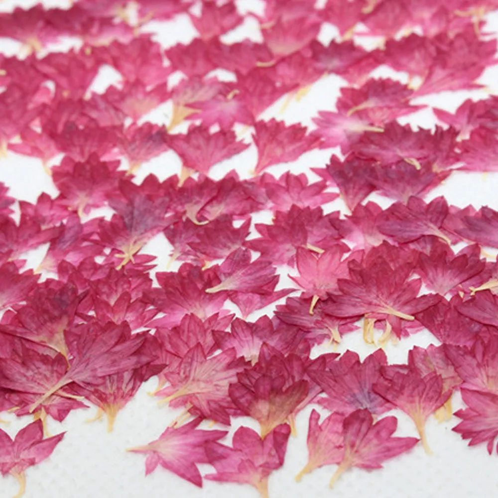 1-2.5CM Centaury Pressed Flower Crafts Real Flowers Dried flower Handmade pendant materials 12pcs