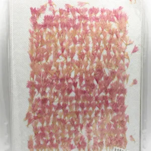 1-2.5CM Centaury Pressed Flower Crafts Real Flowers Dried flower Handmade pendant materials 12pcs