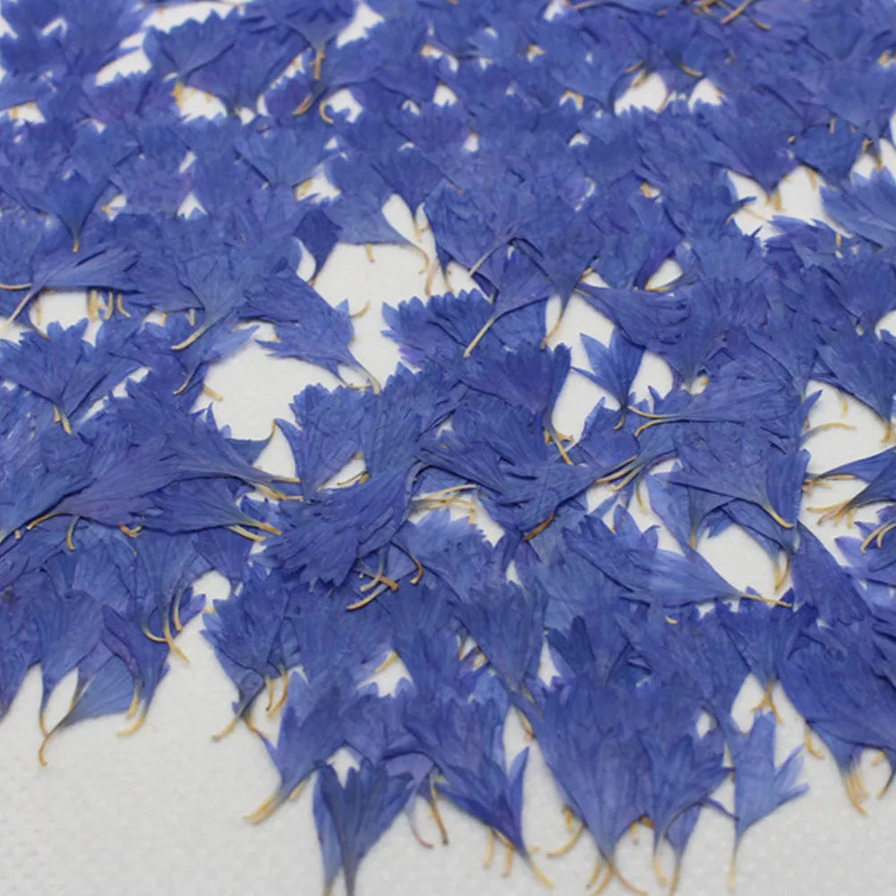 1-2.5CM Centaury Pressed Flower Crafts Real Flowers Dried flower Handmade pendant materials 12pcs