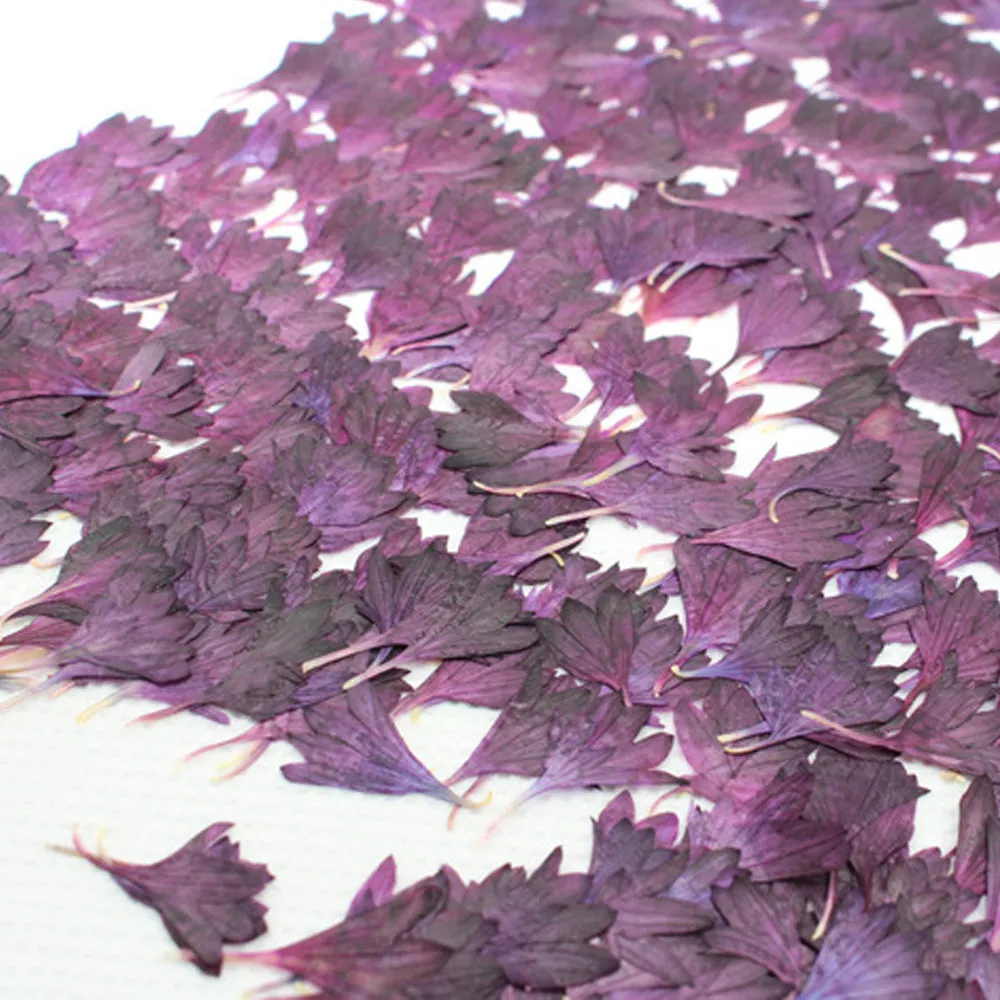 1-2.5CM Centaury Pressed Flower Crafts Real Flowers Dried flower Handmade pendant materials 12pcs