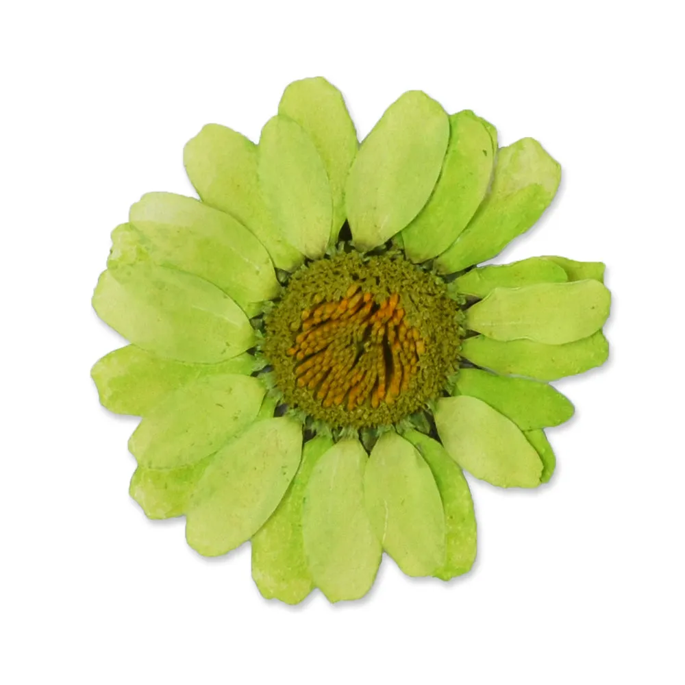 12pcs Dried Real Pressed Flower Stickers dyed pressed flower for phone case