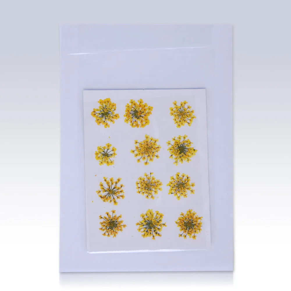 12pcs Real Pressed Flowers dried pressed  flower for Crafting Real Botanical Jewelry
