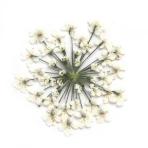 12pcs Real Pressed Flowers dried pressed  flower for Crafting Real Botanical Jewelry