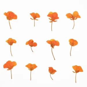 1.5-3.5cm Pressed Rape flowers Pressed plants Dried Flowers for Crafting Nature Jewelry 12pcs