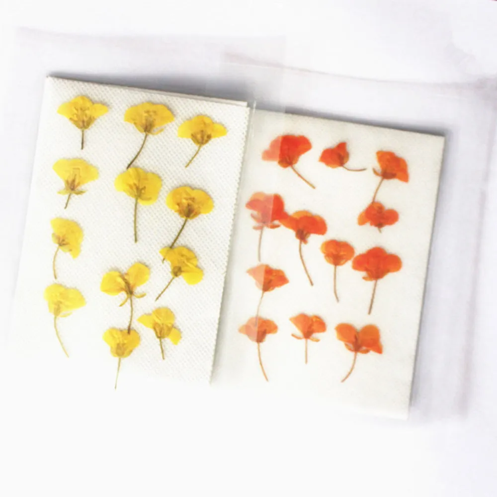 1.5-3.5cm Pressed Rape flowers Pressed plants Dried Flowers for Crafting Nature Jewelry 12pcs