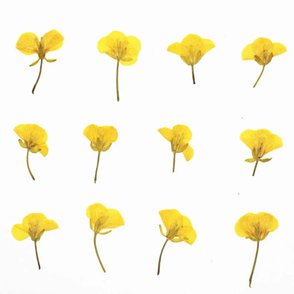 1.5-3.5cm Pressed Rape flowers Pressed plants Dried Flowers for Crafting Nature Jewelry 12pcs