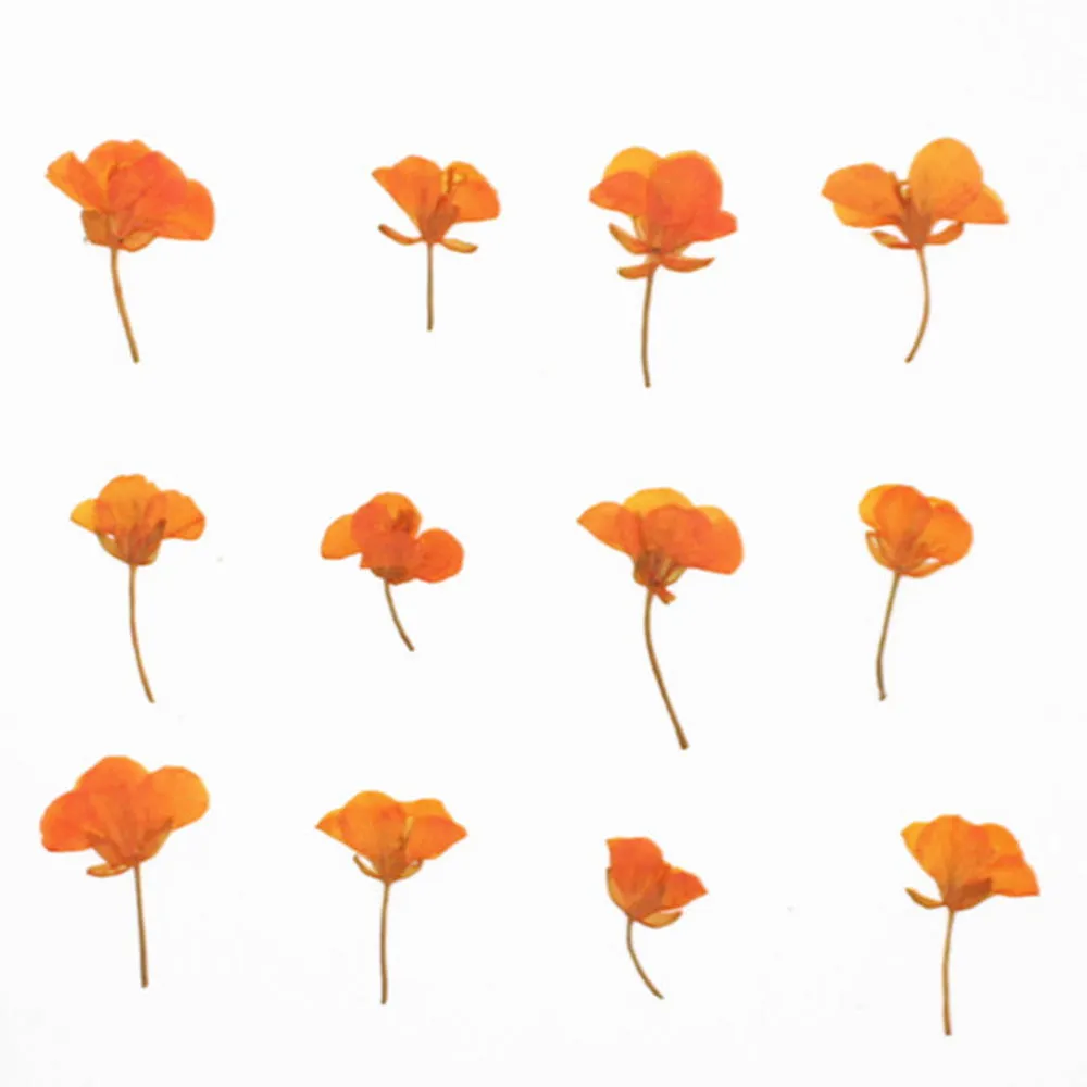 1.5-3.5cm Pressed Rape flowers Pressed plants Dried Flowers for Crafting Nature Jewelry 12pcs