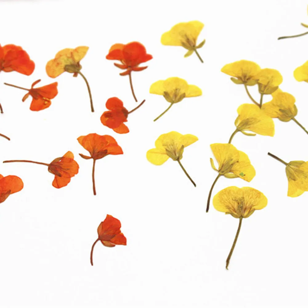 1.5-3.5cm Pressed Rape flowers Pressed plants Dried Flowers for Crafting Nature Jewelry 12pcs