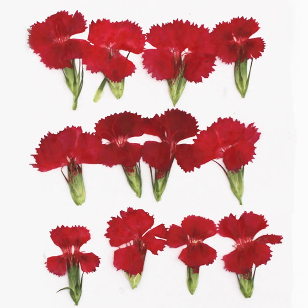 1.5-3CM Pressed pink Dried flower natural Floral Jewelry diy earrings pendant bracelet 12pcs 102292