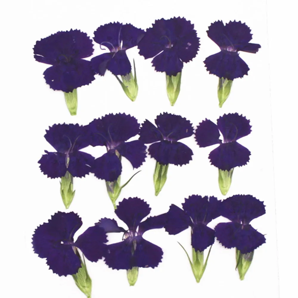 1.5-3CM Pressed pink Dried flower natural Floral Jewelry diy earrings pendant bracelet 12pcs 102292