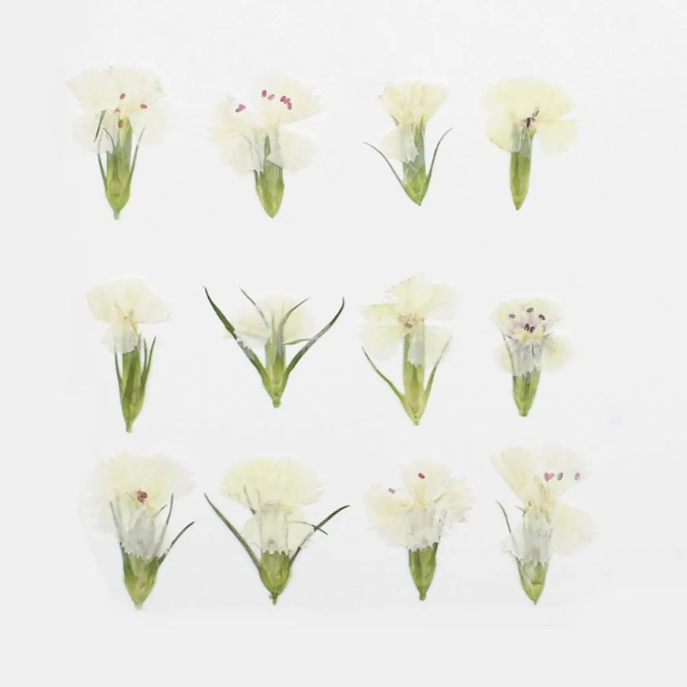 1.5-3CM Pressed pink Dried flower natural Floral Jewelry diy earrings pendant bracelet 12pcs 102292