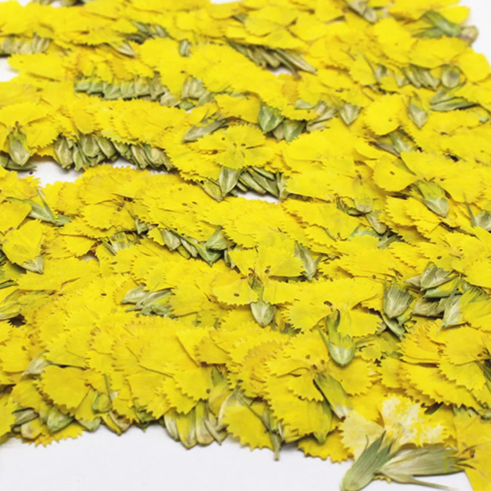 1.5-3CM Pressed pink Dried flower natural Floral Jewelry diy earrings pendant bracelet 12pcs 102292