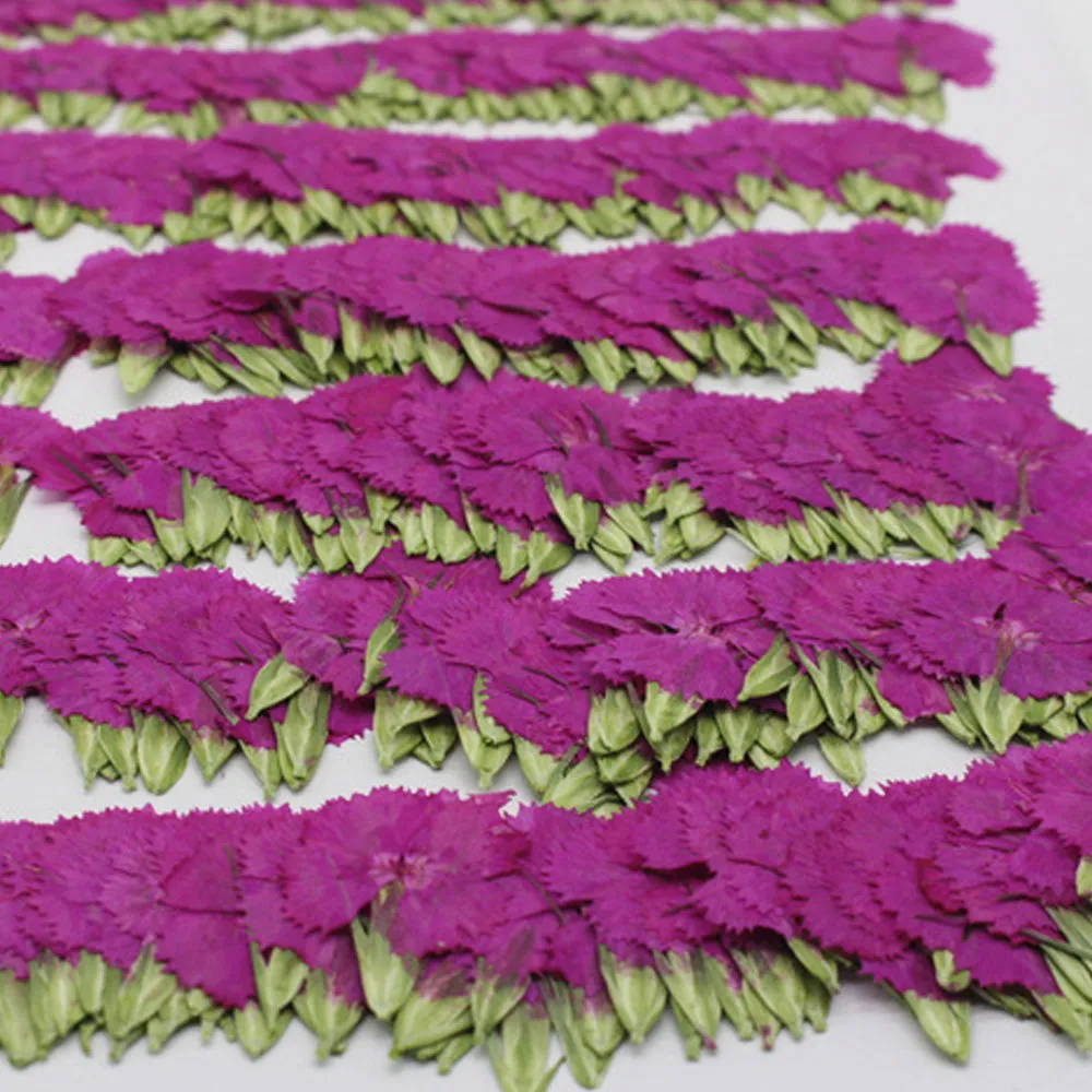 1.5-3CM Pressed pink Dried flower natural Floral Jewelry diy earrings pendant bracelet 12pcs 102292