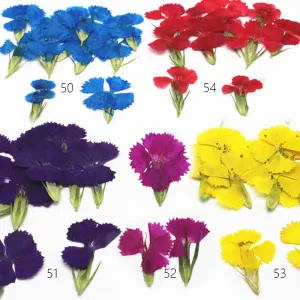 1.5-3CM Pressed pink Dried flower natural Floral Jewelry diy earrings pendant bracelet 12pcs 102292