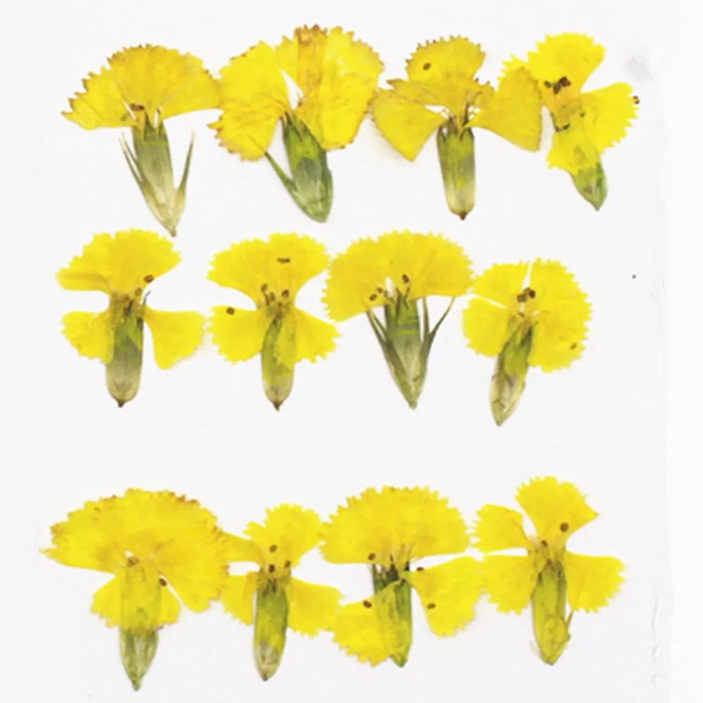 1.5-3CM Pressed pink Dried flower natural Floral Jewelry diy earrings pendant bracelet 12pcs 102292