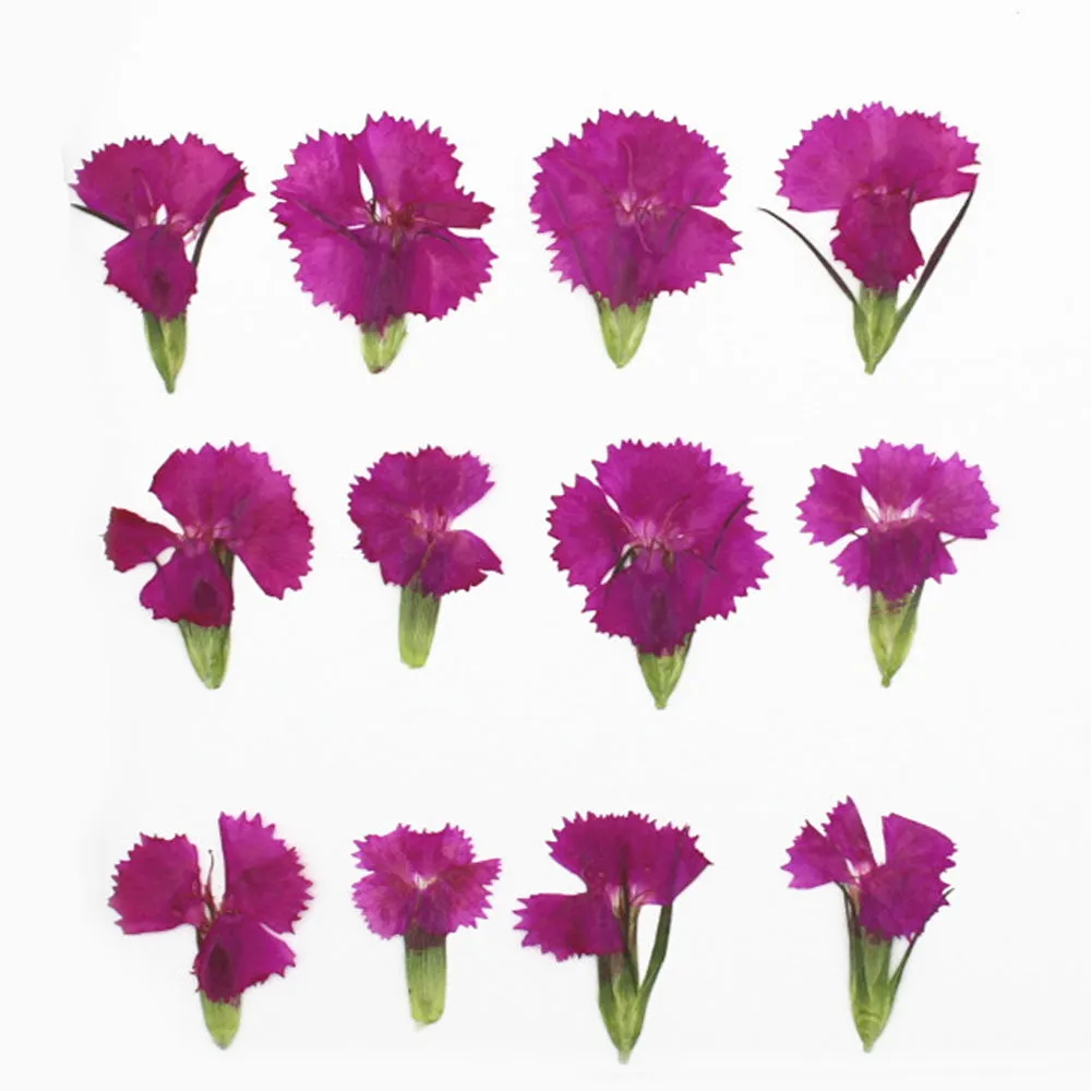 1.5-3CM Pressed pink Dried flower natural Floral Jewelry diy earrings pendant bracelet 12pcs 102292
