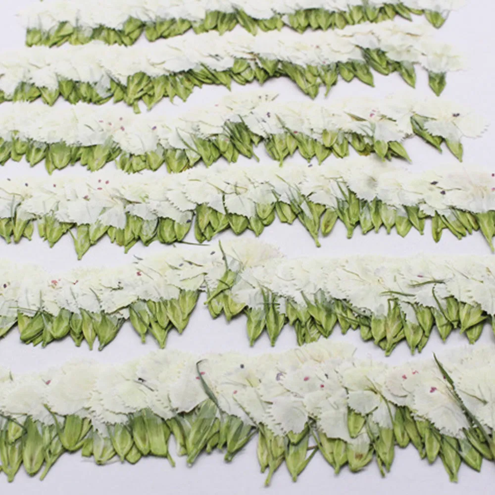 1.5-3CM Pressed pink Dried flower natural Floral Jewelry diy earrings pendant bracelet 12pcs 102292