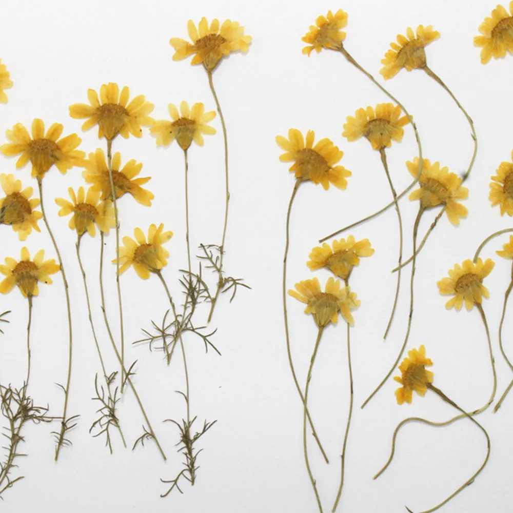 1cm Dahlberg Daisy pressed flowers Dried flower Eternal Flowers DIY pendant 12pcs 10228550
