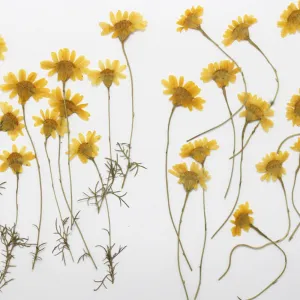 1cm Dahlberg Daisy pressed flowers Dried flower Eternal Flowers DIY pendant 12pcs 10228550