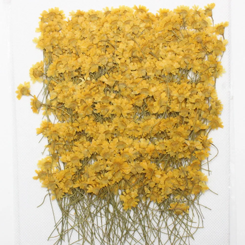 1cm Dahlberg Daisy pressed flowers Dried flower Eternal Flowers DIY pendant 12pcs 10228550