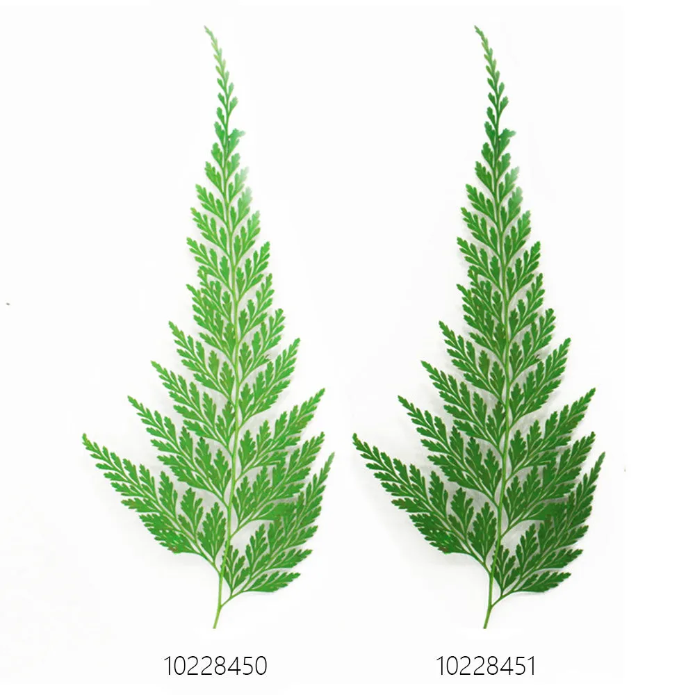 2-3cm Pressed Stenolomachusanum real dried flowers diy bracelet Photo Frame 12pcs 102284