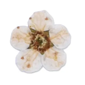20pcs Dried Real Pressed Flower Stickers dyed pressed flower for phone case