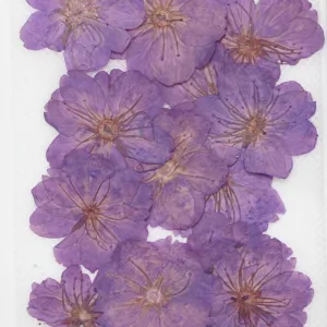 3-3.5cm Cerasus sp. Pressed Flower diy Real flower jewelry Botanical bracelet 12pcs 102288