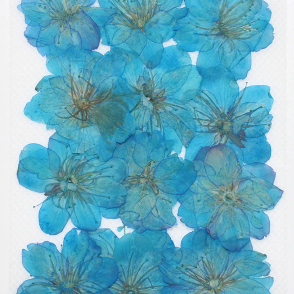 3-3.5cm Cerasus sp. Pressed Flower diy Real flower jewelry Botanical bracelet 12pcs 102288