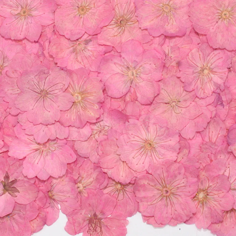 3-3.5cm Cerasus sp. Pressed Flower diy Real flower jewelry Botanical bracelet 12pcs 102288