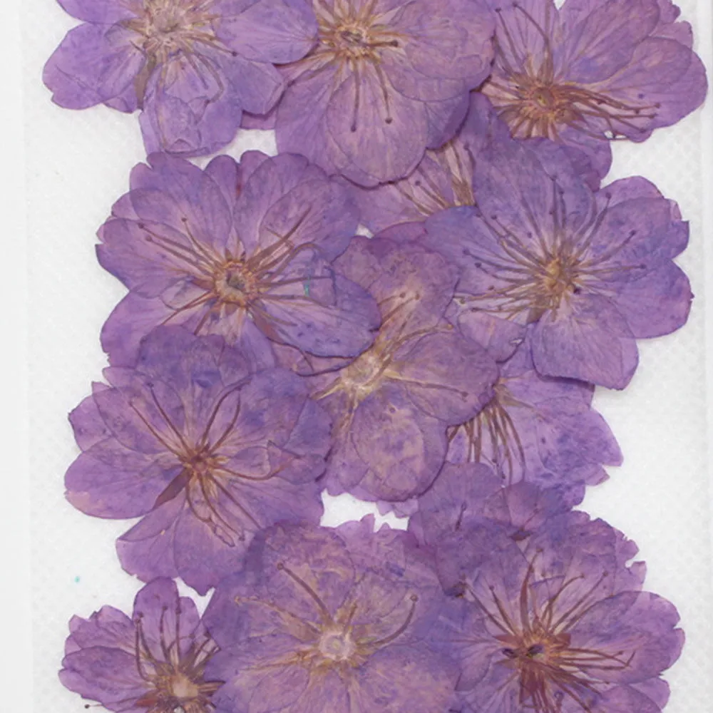 3-3.5cm Cerasus sp. Pressed Flower diy Real flower jewelry Botanical bracelet 12pcs 102288