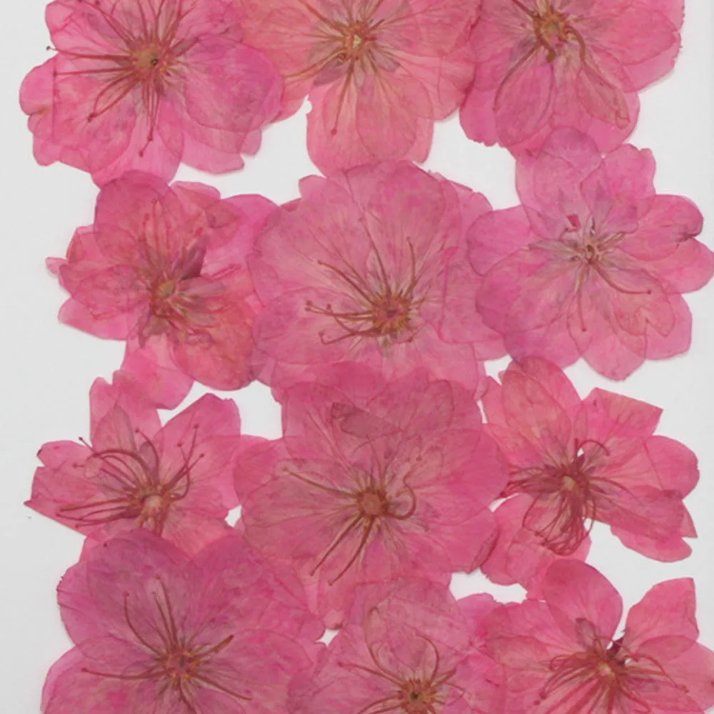 3-3.5cm Cerasus sp. Pressed Flower diy Real flower jewelry Botanical bracelet 12pcs 102288