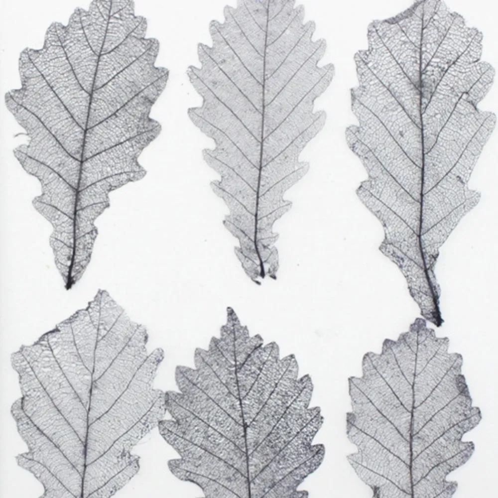 3-7cm Quercus dentata thunb Real dry pressed flower diy Earrings phone case 6pcs 102290