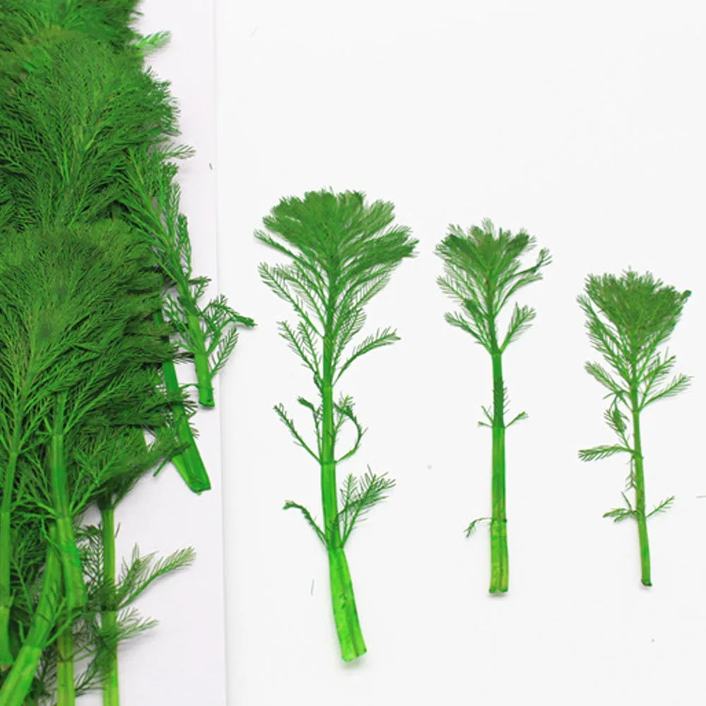 4-7cm Real natural Mini pine tree Dried Pressed Flowers for Crafting Pressed plants Gift 6pcs 10229350