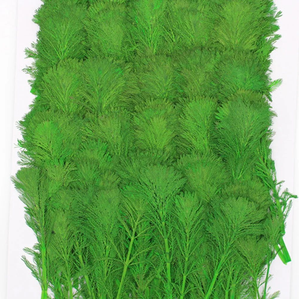 4-7cm Real natural Mini pine tree Dried Pressed Flowers for Crafting Pressed plants Gift 6pcs 10229350