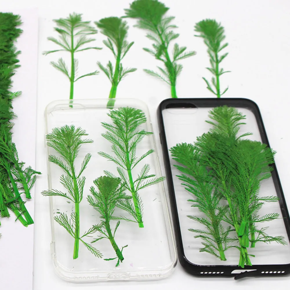 4-7cm Real natural Mini pine tree Dried Pressed Flowers for Crafting Pressed plants Gift 6pcs 10229350