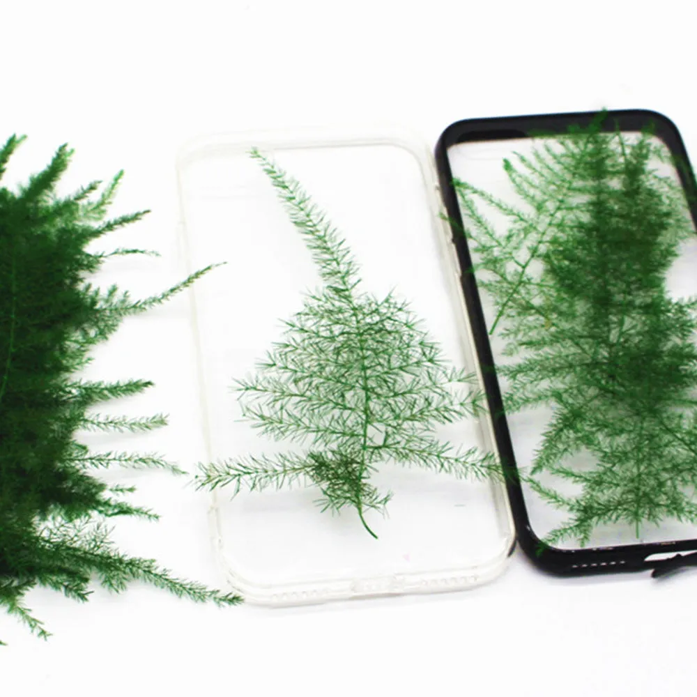 4-8cm Asparagus setaceus pressed flower Dried Asparagus Fern craft for DIY glass dome 6pcs 10229150