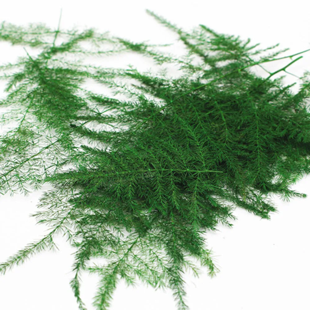 4-8cm Asparagus setaceus pressed flower Dried Asparagus Fern craft for DIY glass dome 6pcs 10229150