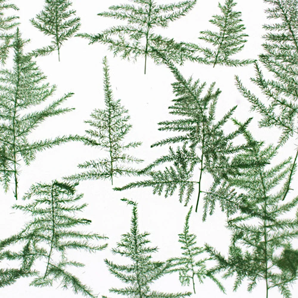 4-8cm Asparagus setaceus pressed flower Dried Asparagus Fern craft for DIY glass dome 6pcs 10229150