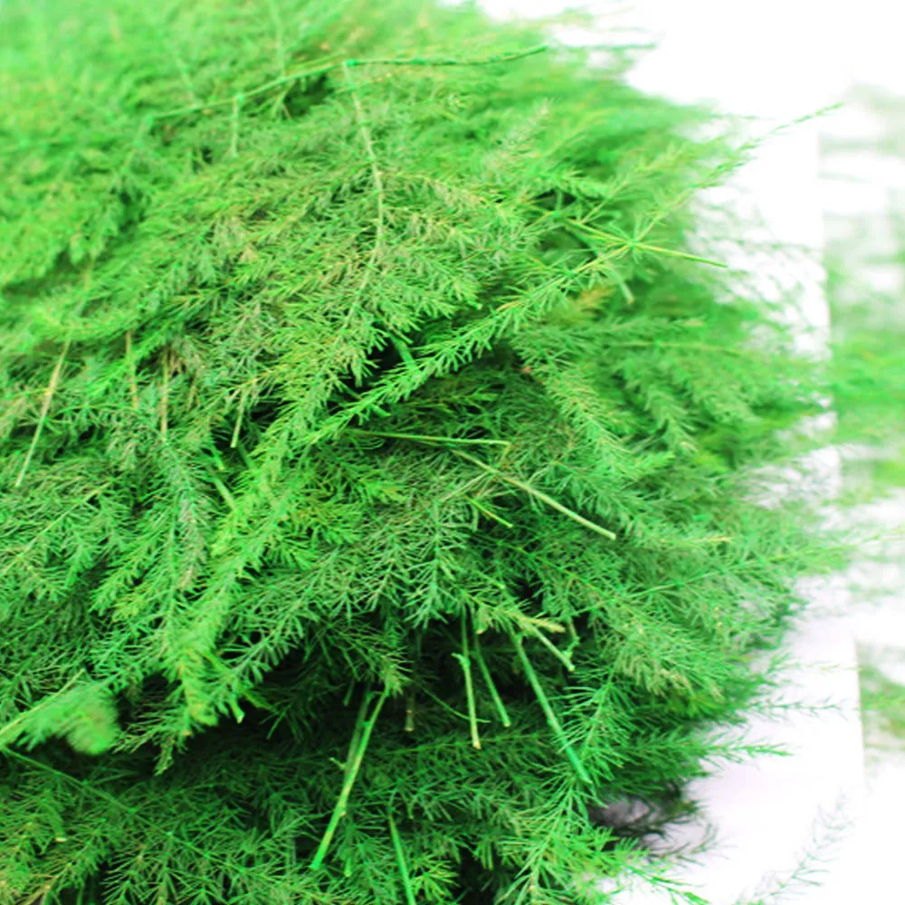 4-8cm Asparagus setaceus pressed flower Dried Asparagus Fern craft for DIY glass dome 6pcs 10229150