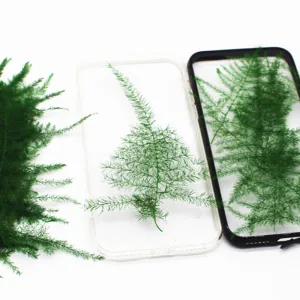 4-8cm Asparagus setaceus pressed flower Dried Asparagus Fern craft for DIY glass dome 6pcs 10229150