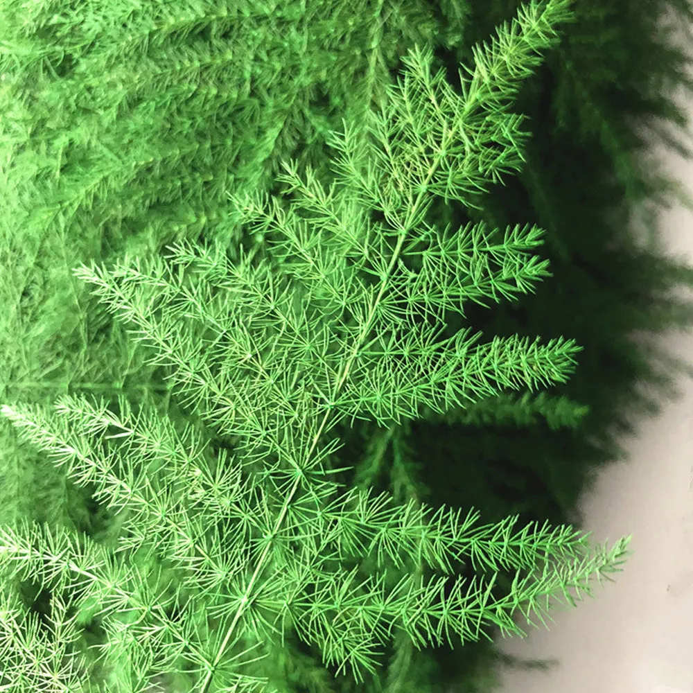 4-8cm Asparagus setaceus pressed flower Dried Asparagus Fern craft for DIY glass dome 6pcs 10229150