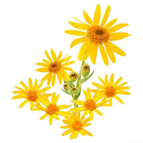 Arnica Montana Macerated Natural Oil - 100 ml