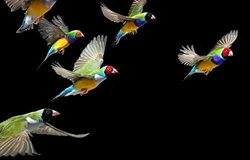 Birds