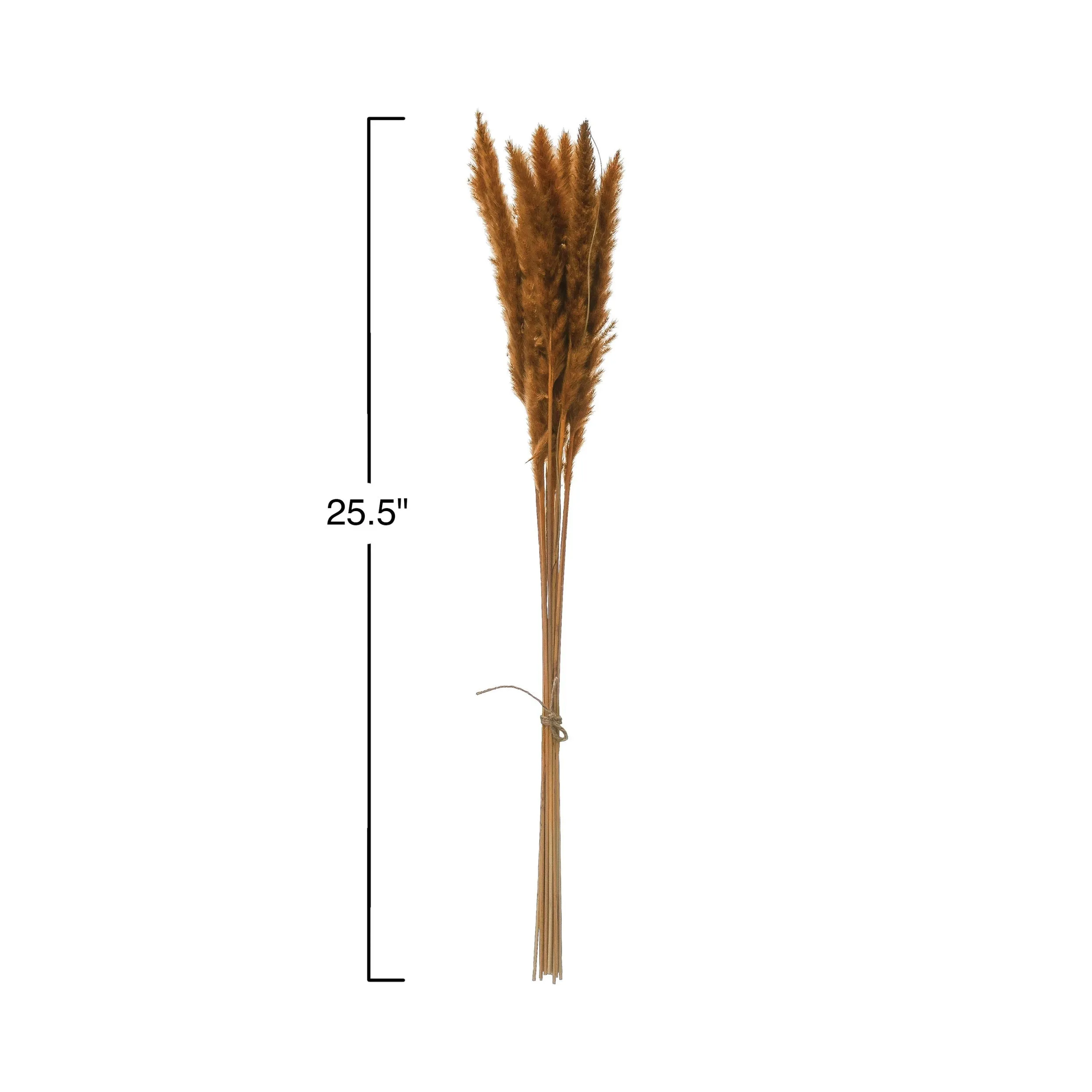 DRIED NATURAL PAMPAS GRASS BUNCH
