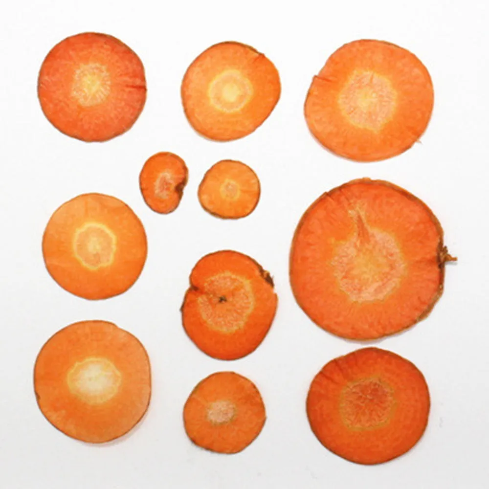 Dried vegetables Slices Real Nature specimen diy phone case Jewelry supplies 1pcs 102279