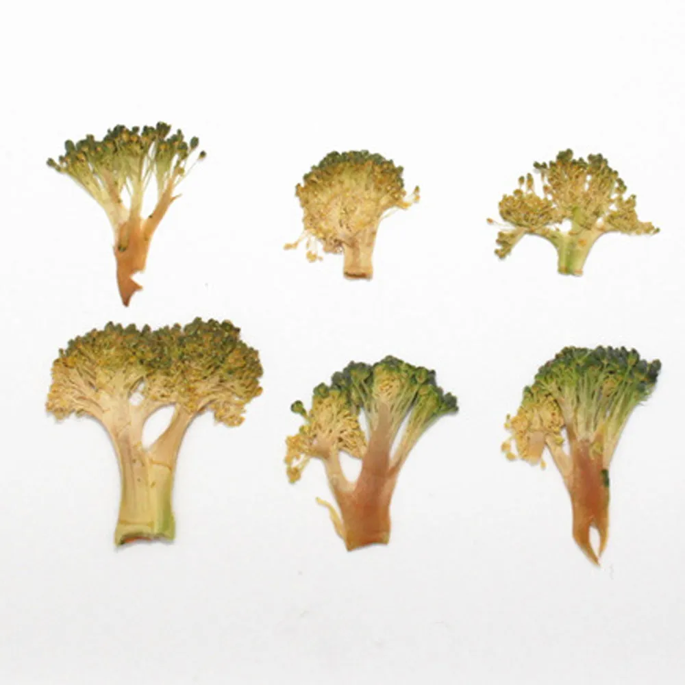 Dried vegetables Slices Real Nature specimen diy phone case Jewelry supplies 1pcs 102279