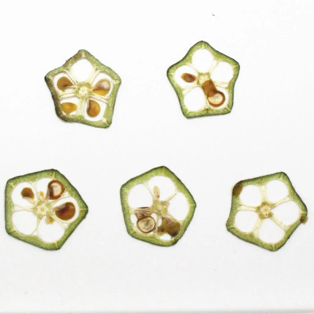 Dried vegetables Slices Real Nature specimen diy phone case Jewelry supplies 1pcs 102279
